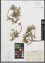 Foto von Salix pyrenaica Gouan